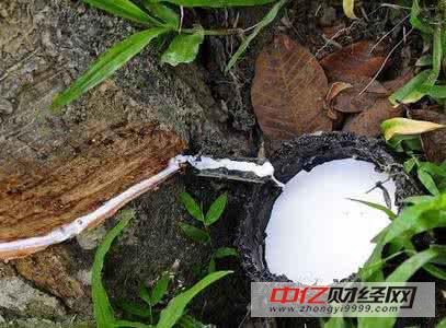 沪胶多头增持力度更大