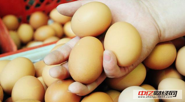山东费县鸡蛋价格高位盘整 蓄势待发