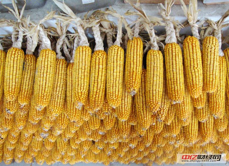 农业部：新麦质优价高 玉米价格将低位平稳运行