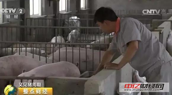 猪肉价格大跌25% 由盈转亏成定局