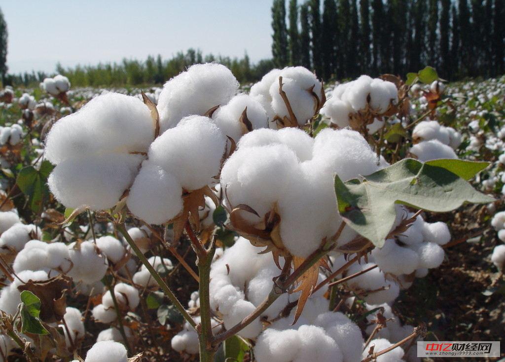 棉花销售底价下调 关注新疆棉上市量