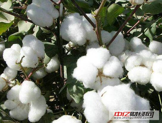郑棉主力合约振荡反弹 吹响反攻的“号角”