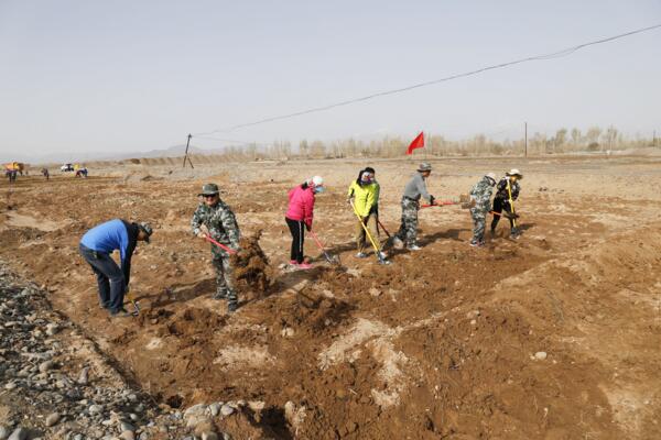 积极参与植树造林 共同建设绿色家园
